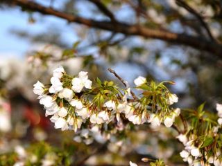 夕方に近所をぶらり…