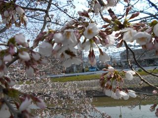 竜田川　サクラ情報　　三分咲き　　　　　出舞