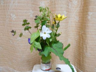 春の野草　　8種　　　出舞