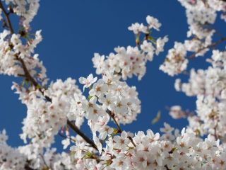 桜も今週末までが見頃、早くも散り始めていますね　暇～人