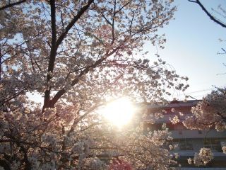龍田川のサクラ満開