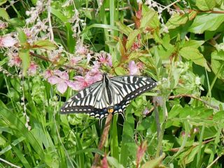 朝の散歩道から…　暇～人