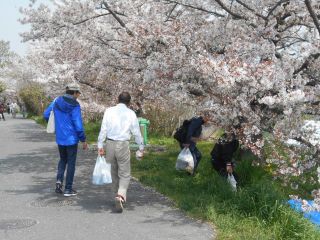 龍田川　花吹雪　　　　　出舞