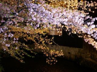 京都まで夜桜を見にぶらり①　　暇～人