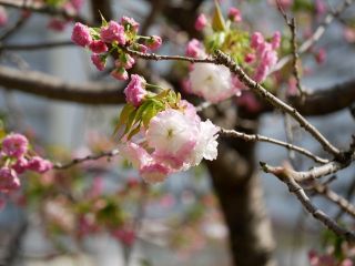 八重桜が咲き始めました　　暇～人