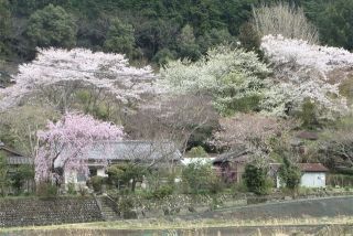 市鹿野サクラ　　　　　出舞
