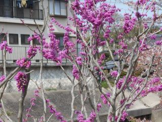 スオウとユキヤナギ　　　　　出舞