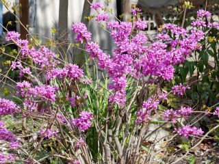 春の花　其の２　　暇～人