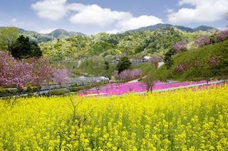 シバザクラの季節