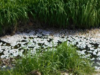 2017年上期　月間ＭＶＨ賞（最も秀でた俳句）