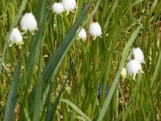 スズランが咲いていました。　　　　出舞