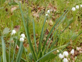 スズランではありませんでした。　　　出舞