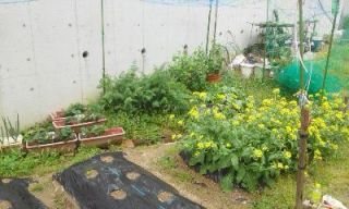 ひとり農業（最後の収穫）