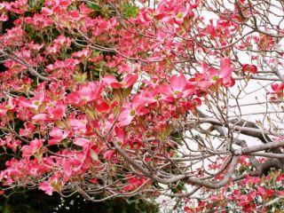 この花何の花気になる花…　　暇～人