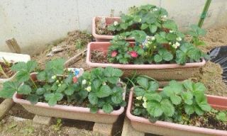 ひとり農業（春夏野菜スタート）