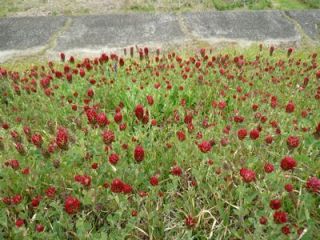 散歩ルートの紀ノ川右岸側の花々