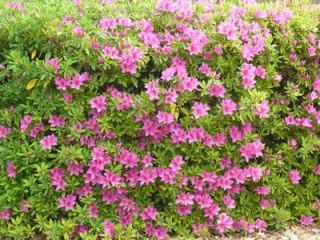 紀ノ川右岸の花その２