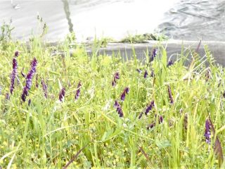 紀ノ川の花（紫）　　　　出舞