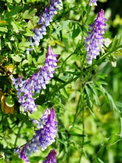今日の散歩道から…　　暇～人