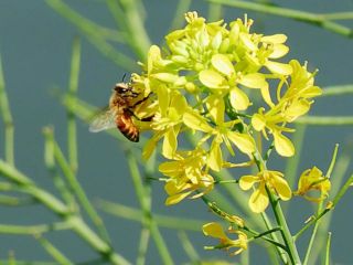 近所をぶらり散歩　暇～人
