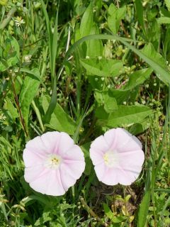 今日の散歩道から…　　暇～人