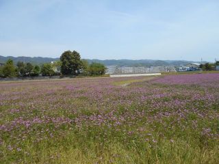 れんげ畑の風景と想い出　　　出舞
