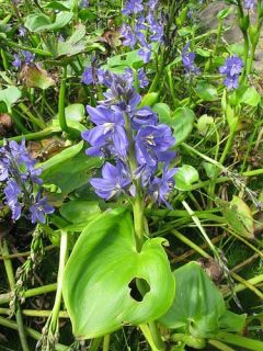 喜光寺とミズアオイ　Ｐ2