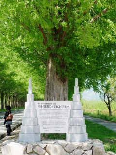 メタセコイア並木（高島市マキノ町）に行ってきました　暇～人