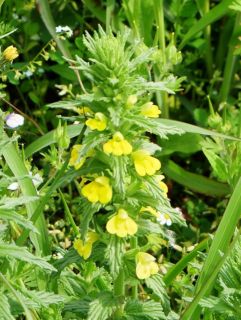 今日の散歩道から…　　暇～人