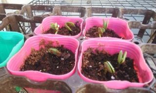 若芽覗く（茶豆）