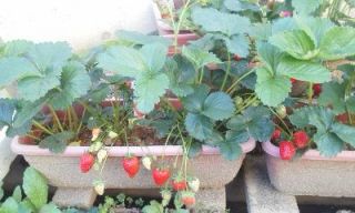 ひとり農業（イチゴ）