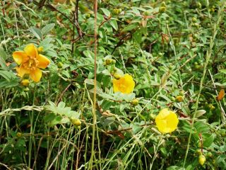 散歩道に咲いていた黄色い花　　　暇～人
