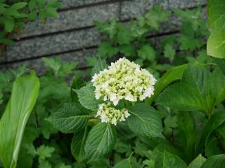 今日の散歩道から…　　暇～人