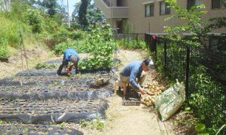 共同菜園（玉ねぎ収穫）