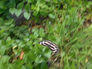 初夏の蝶々　　　　　　出舞