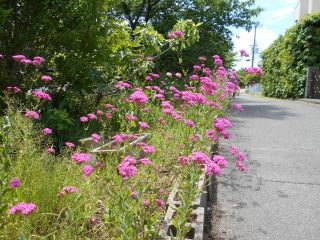ムシトリナデシコ　　　出舞