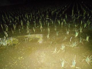 田植えが始まる　　　出舞