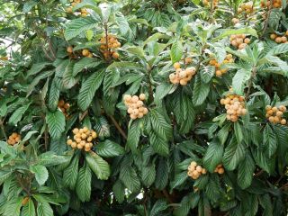 今日の散歩道から…　　暇～人