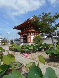 喜光寺とハスの花