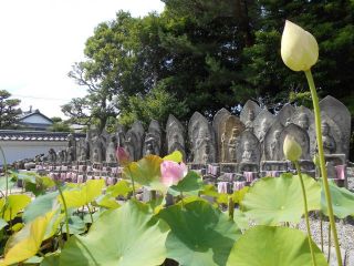 喜光寺とハスの花　　Ｐ２