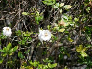 今日の散歩道から…　　暇～人