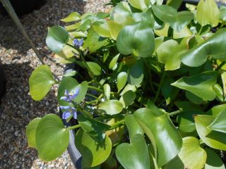 喜光寺とミズアオイとハスの花　　　　出舞