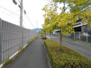 今日の散歩道と変な実　　　出舞