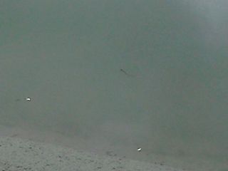 今日の散歩道から…　　暇～人