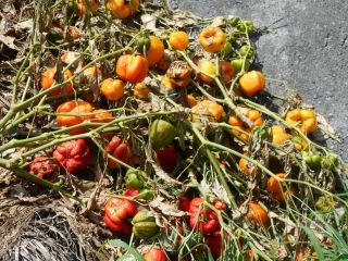 炎天下パプリカの謎