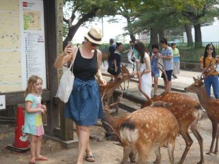 命がけの奈良公園　　　　出舞