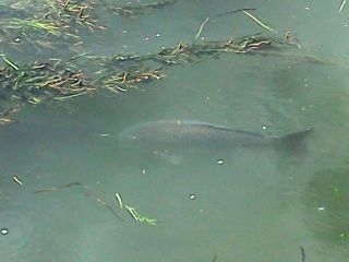 今日の散歩道から…　　暇～人