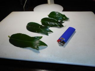 金魚椿　　　出舞