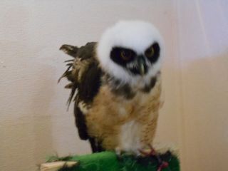 しあわせをよぶフクロウカフェ　　　出舞