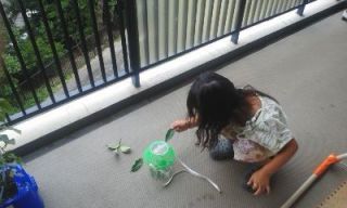 街角情報　羽化（ギフチョウ？）